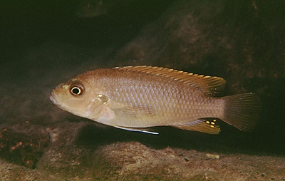 Maylandia greshakei 'Makokola Reef'